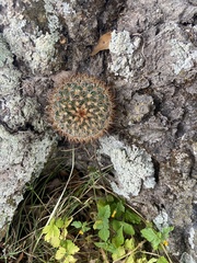 Mammillaria discolor