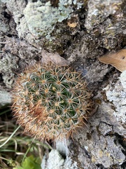 Mammillaria discolor