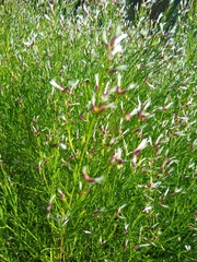 Baccharis angustifolia