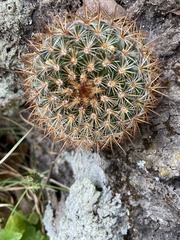 Mammillaria discolor
