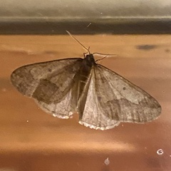 Erannis tiliaria