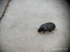 Coleoptera