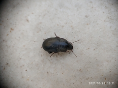 Coleoptera