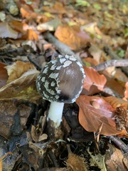 Coprinopsis picacea