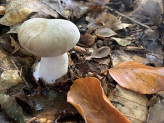 Clitocybe nebularis
