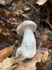 Clitocybe nebularis