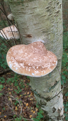 Fomitopsis betulina