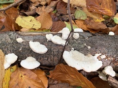 Trametes gibbosa