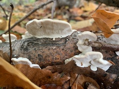Trametes gibbosa