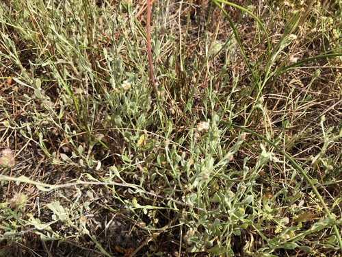 Image of Helichrysum indicum by (c) Caroline Voget, some rights reserved (CC BY)