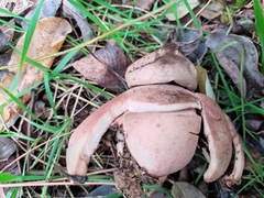 Geastrum rufescens