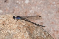 Argia extranea