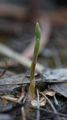 Pterostylis squamata