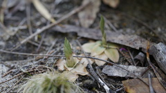 Pterostylis squamata