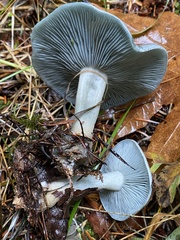 Clitocybe odora pacifica