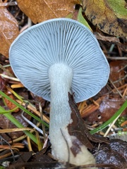 Clitocybe odora pacifica
