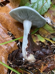 Clitocybe odora pacifica
