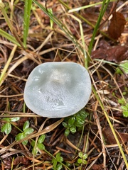 Clitocybe odora pacifica