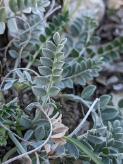 Astragalus incanus