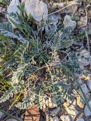 Astragalus incanus