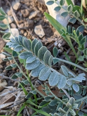 Astragalus incanus
