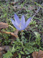 Crocus pulchellus
