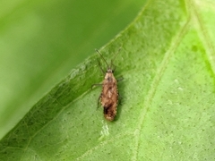 Cysteochila delineata