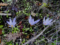 Crocus pulchellus