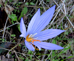 Crocus pulchellus