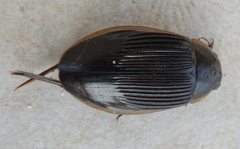 Dytiscus dimidiatus