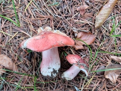 Russula lepida