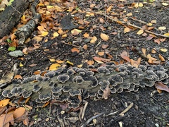 Trametes versicolor
