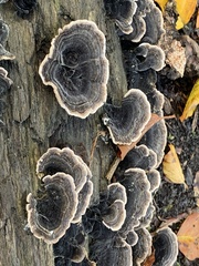Trametes versicolor