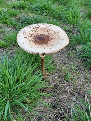 Macrolepiota procera