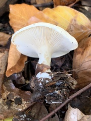 Hygrophorus eburneus