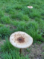 Macrolepiota procera