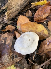 Hygrophorus eburneus