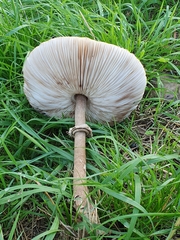 Macrolepiota procera