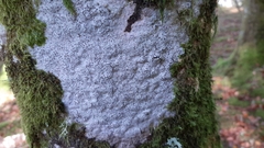 Lecanora argentea
