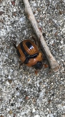 Bolbocerosoma confusum