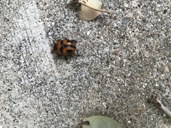 Bolbocerosoma confusum