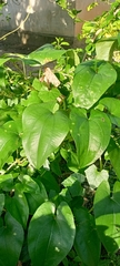 Dioscorea bulbifera