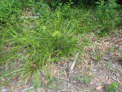 Scleria ciliata