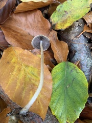 Mycena