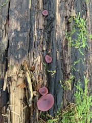 Fungi