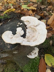 Trametes gibbosa