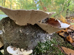 Trametes gibbosa