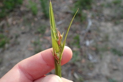 Scleria ciliata