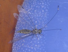 Ascalaphinae