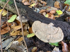 Trametes gibbosa
